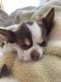 アンレーベル ノース(unlabel North) ルチルちゃん　　愛犬12歳