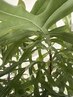 傷みの原因除去をしながら頭皮の赤みかぶれ緩和と髪のPh調整&カットコース