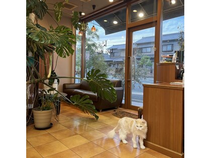 ルーシーヘアー(Luci Hair)の写真