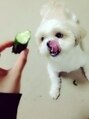 ヒロギンザプレミアムバーバースパ パレスホテル店(HIRO GINZA) 愛犬コロちゃんです。キュウリが大好きです!