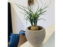 オルエ(ooLL.e)の雰囲気（店内には植物が多数♪）