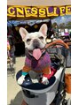 ザコーナー(The corner)&nbsp;毎日癒しをくれる愛犬のはくろうです！