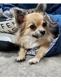 リベットイースト(Libett east) 愛犬(チワワ)のラッシュやんちゃな男の子です