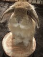 ユッカ 梅田(YUCCA)&nbsp;ホーランドロップイヤーのコロちゃんと一緒に暮らしています＾＾