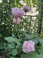 フッタ(Futta) ベランダ園芸をしています。