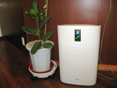 爽やかな空間を保つ為、たくさんの植物と空気清浄機をご用意。