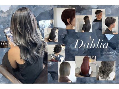 ダリア(Dahlia)の写真