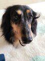 ドルチェヘアー 今里店(DOLCE hair)&nbsp;愛犬のイギー★