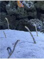 ルームヘア 笹塚店(Room hair)&nbsp;水族館好きです♪　中でもジンベイザメとチンアナゴが好きです！