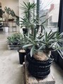 ソーコヘアー 海田店(So-ko hair) 趣味の園芸。観葉植物が枯れてしまう方、相談して下さい。