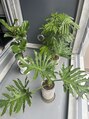 ペム(pem) 毎日愛でてる植物さん達。緑パワーで癒してくれます。