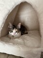 フラミューム 横浜(flammeum)&nbsp;飼い猫のたんぽぽさんです！