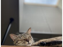 ビビ(vivi)の雰囲気（保護猫スペース料金◆30分500円～※予約なしでも利用可）