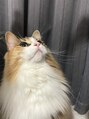 クロン 美容室(clon)&nbsp;ノルウェージャンの女の子飼ってます！猫トークしましょう！