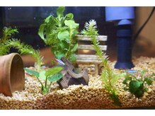 かわいいお魚がたくさんいます♪【京急蒲田/髪質改善/白髪染め】