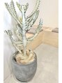 イーズ 鎌倉(e's) e's鎌倉の店内にも可愛い植物が沢山あるので見つけてみて下さい!