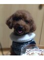 アンブロシア(ambrosia)&nbsp;愛犬のトイプードルです