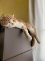 オブジェ ヘアープロデュース&nbsp;実家の愛猫こはるくん