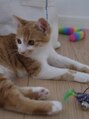 ヘアー ウル(HAIR URU)&nbsp;猫を飼い始めました。まだ初心者なので色々教えてください。