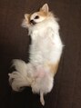 ドレス ヘアーアンドメイク(DRESS hair&make)&nbsp;愛犬ココです☆★