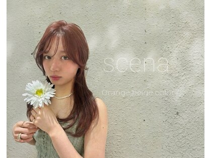 シーナ(scena)の写真