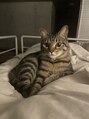 ニュートン(NEWTON)&nbsp;愛猫、ちゃむちです♪韓国語でツナって意味です♪[立川]