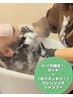 6月7月限定♪カット+【毛穴スッキリ!】クレンジングシャンプー