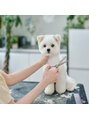シロフ シンジュク(shirof shinjuku)&nbsp;1歳を記念してトリミングの様子をデータにしてもらいました(^^)