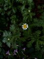 クリサンセマム(Chrysanthemum)/nk