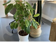 コロレ(colore)の雰囲気（優しい色合いの店内と観葉植物で、ゆったり落ち着く雰囲気です！）