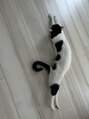 ラポールへア イオンタウンユーカリが丘店&nbsp;牛のような猫を飼っています！