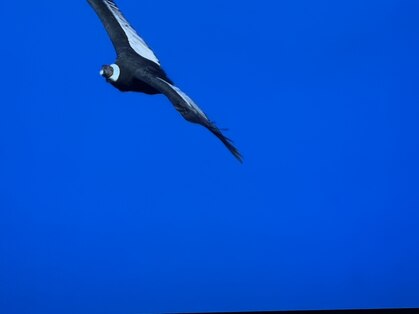 オッジ 溝の口(Oggi)の写真