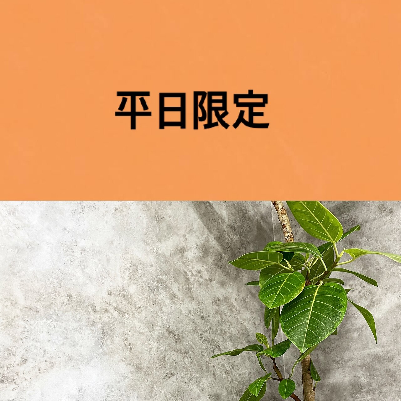 【平日限定】カット・カラー・クイックトリートメント ロング料金別 \13,200~