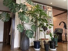 オーナーが愛した観葉植物たち…そんな癒しの空間