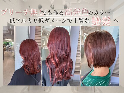 サラ(sara)の写真