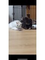 ワン(One...) 猫ちゃん大好きですが実はわんこも家族です♪