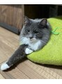ねこびより&nbsp;ノルウェージャンフォレストキャットの「あめ」です♪