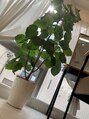 エヌアールエス(NRS) NRSの御神木のウンベラータ。