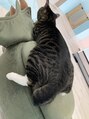 シータ ふじみ野(THETA) 猫大好きです♪最近は近くの猫カフェで癒されてます