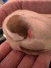 愛しのブンちゃんお触りフリーパス