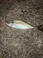 プレイス(PLACE) 地元に帰ったタイミングで父親と海釣り♪ 小鯖!!