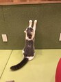 ポリフィッシュ(POLIFISH)&nbsp;犬カフェがあまり無いので、猫カフェで動物と癒されてます。