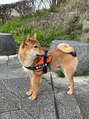 フルショウ アシヤ(FURUSHO ASHIYA) 犬を飼っています☆お休みの日は散歩に行きます