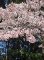 ヘア アート ピエス&nbsp;錦帯橋の桜です