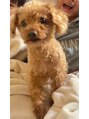 ルレーヴ 萩丘店(Le reve) 愛犬トイプードル