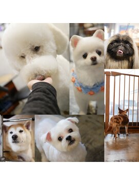 ガーフィー(garfy) 可愛らしさを引き出すスタイル