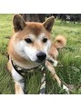 ヴェロッカ(Velocca) 実家の愛犬★休日はお散歩しています★