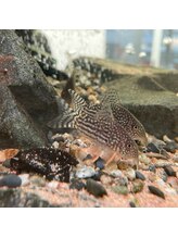 アンドワイ(&Y)&nbsp;コリ ドラス