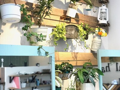 店内にもたくさん植物があって、落ち着く空間。