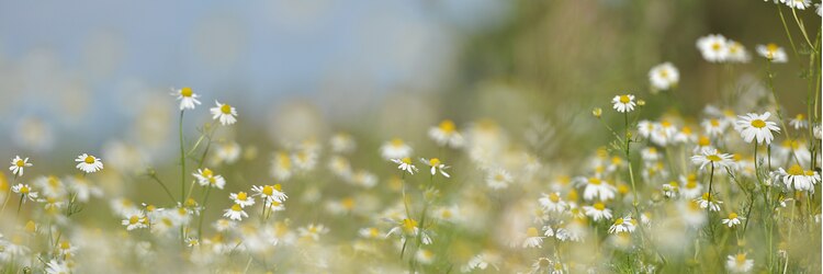 ラ ブランシュ 大宮(La Blanche)のサロンヘッダー